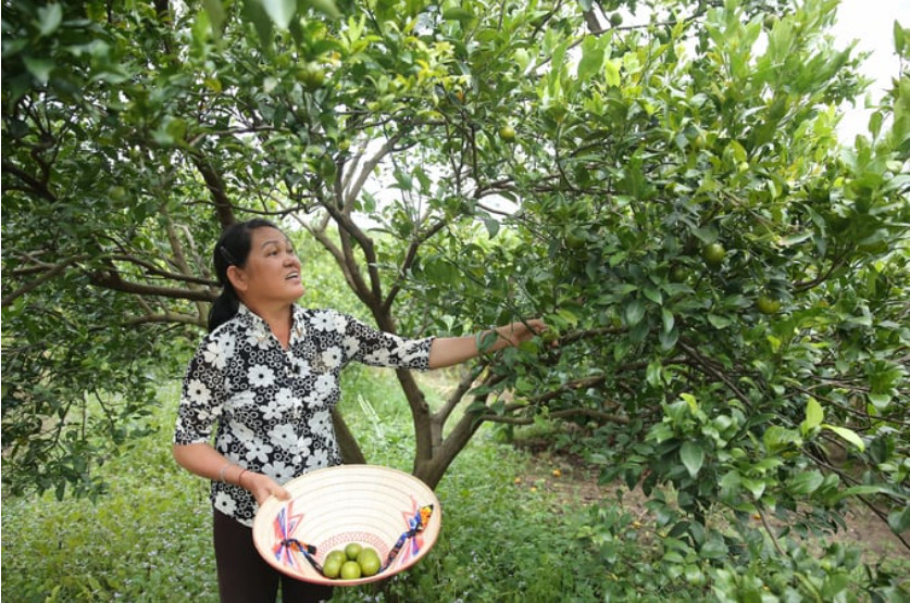 Quýt Lai Vung làm nên nông thôn mới ở… Bàu Cam